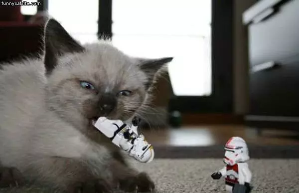 Cat Toy