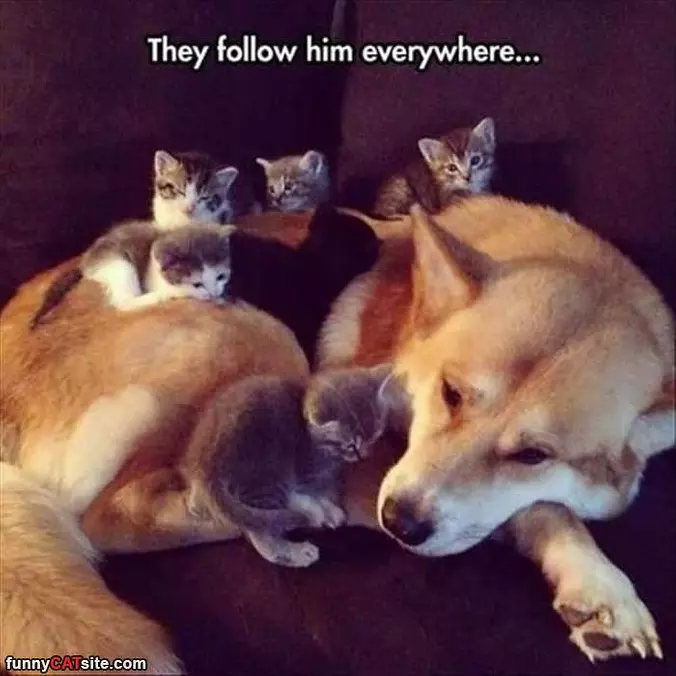 Follow Him Everywhere