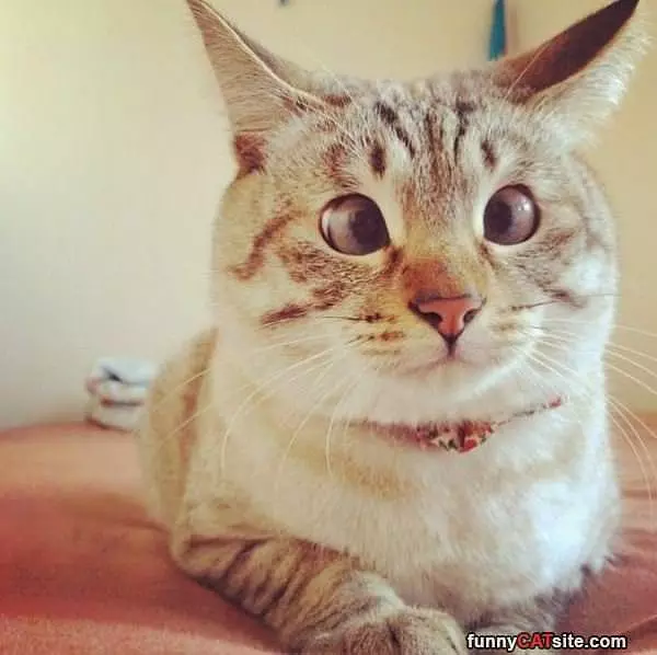 Cross Eyed