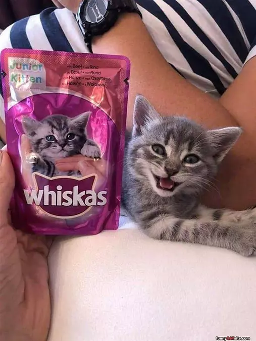 I Am The Whiskas