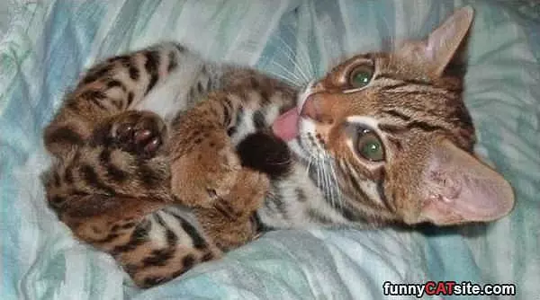 I Like My Tail