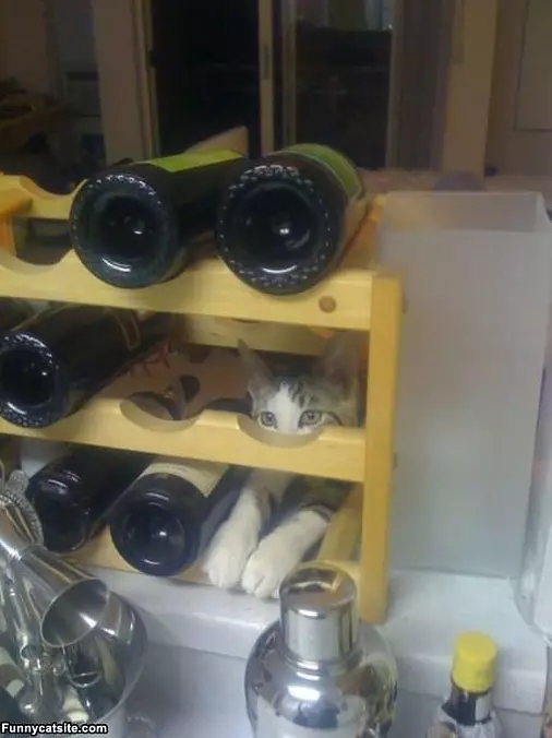 The Wine Cat