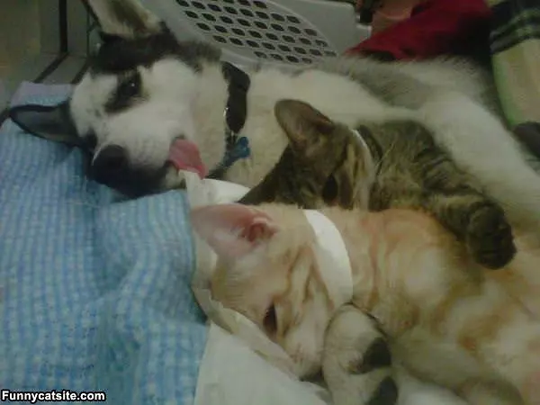 All Taking A Nap Together