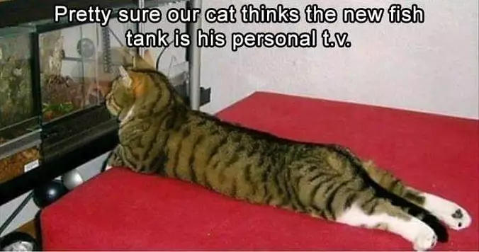 This Is Our Personal Tv