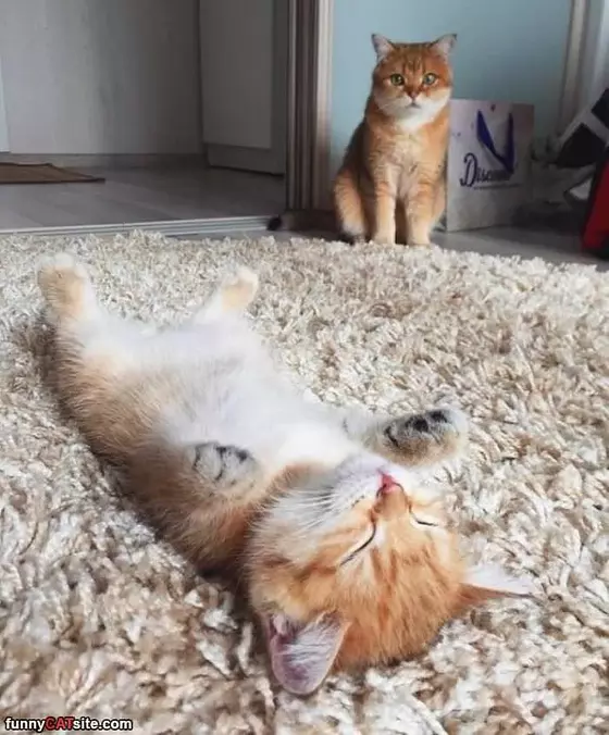 Are You Playing Dead