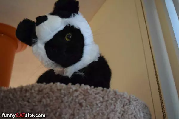 Panda Cat