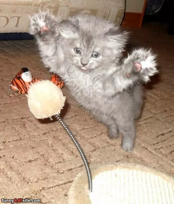 Flying Fluffy Catch