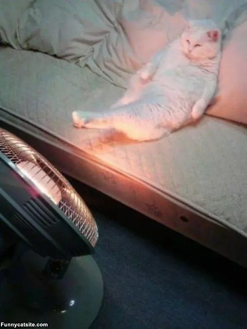 Just Chillin Here