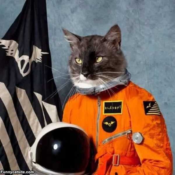 Space Cat