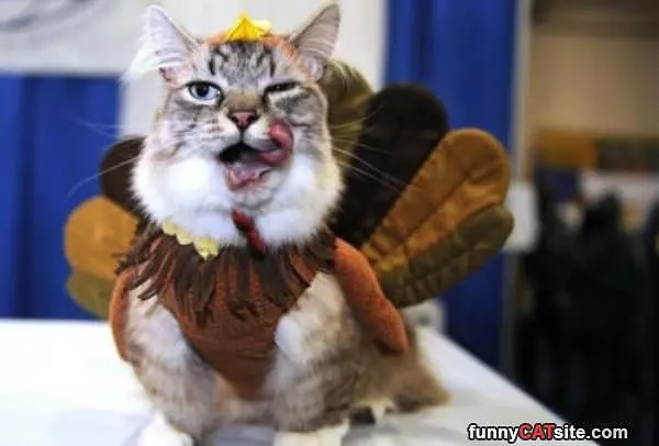 Turkey Gobble Gobble