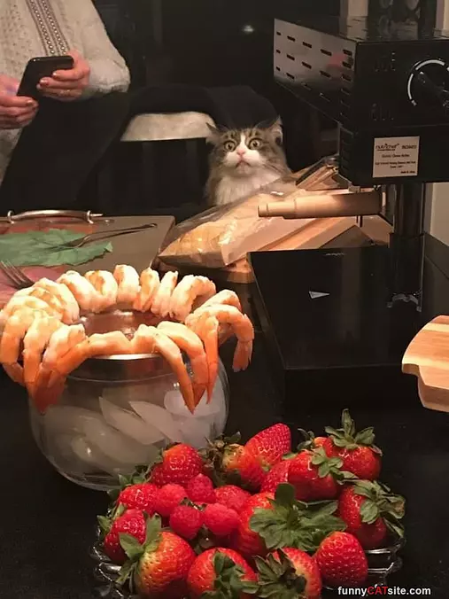 Ohhhh Shrimps