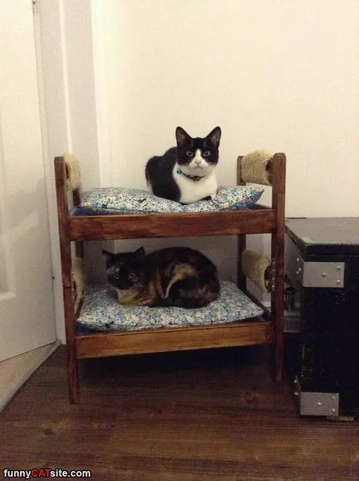 Bunk Cats