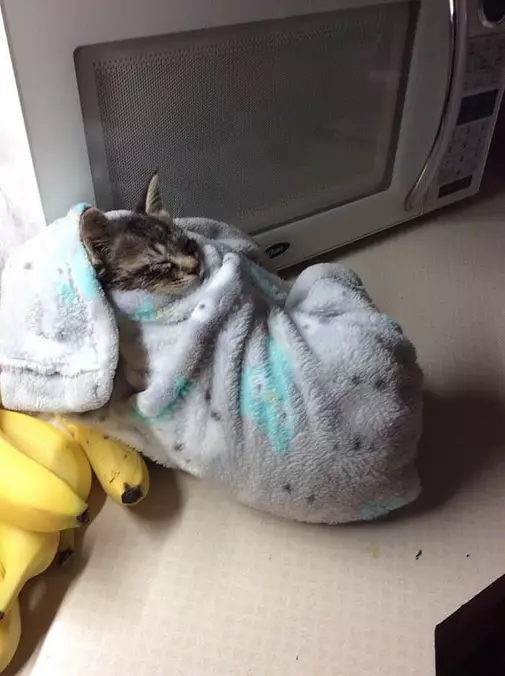Little Cuddler