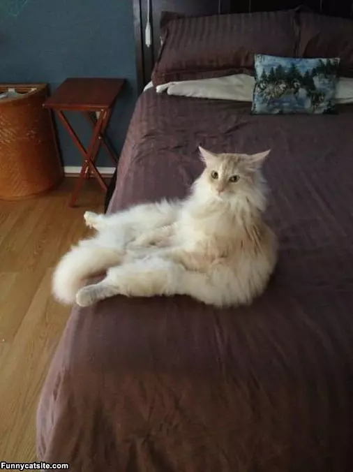 Fluffy Sitter