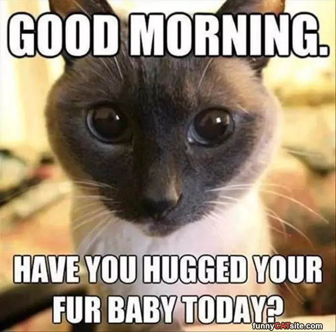 Good Morning