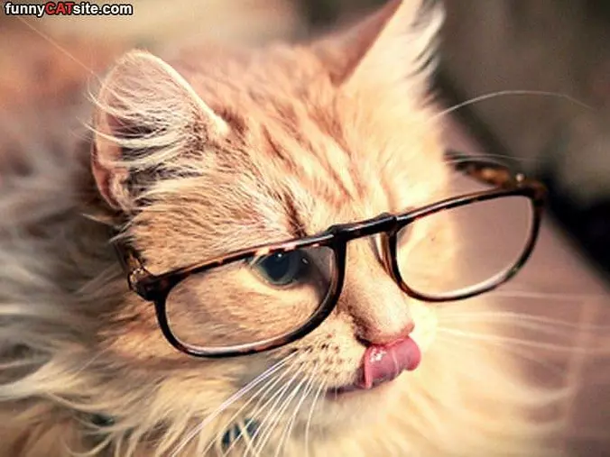 Such A Studious Cat