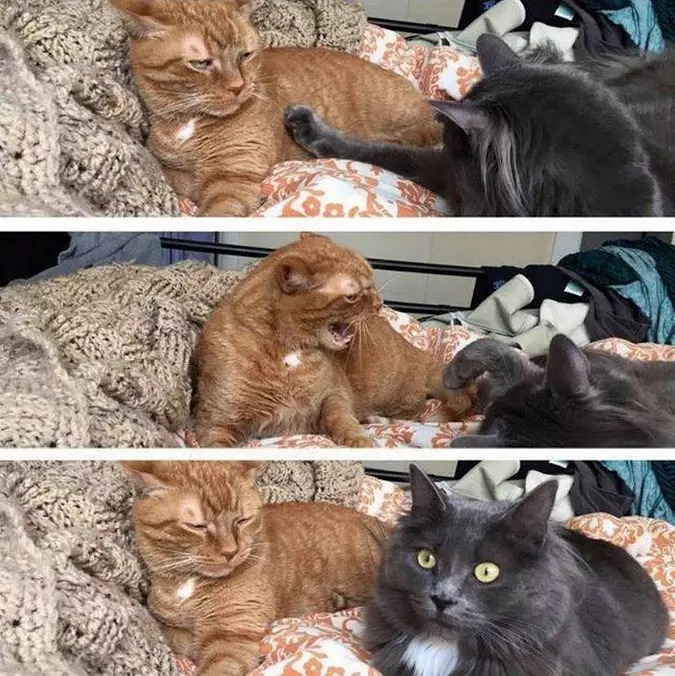 Do Not Yell At Me