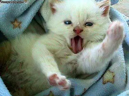 Lazy Cat