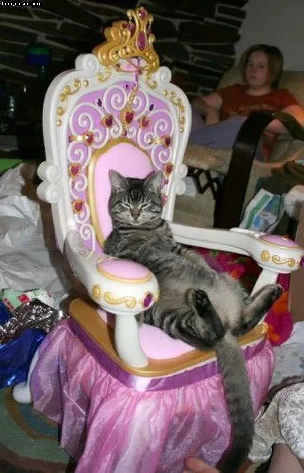 Princess Cat