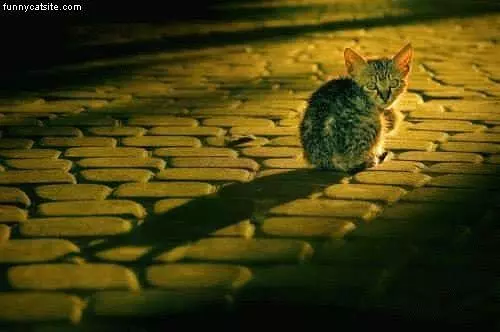 Kitten On Cobblestone