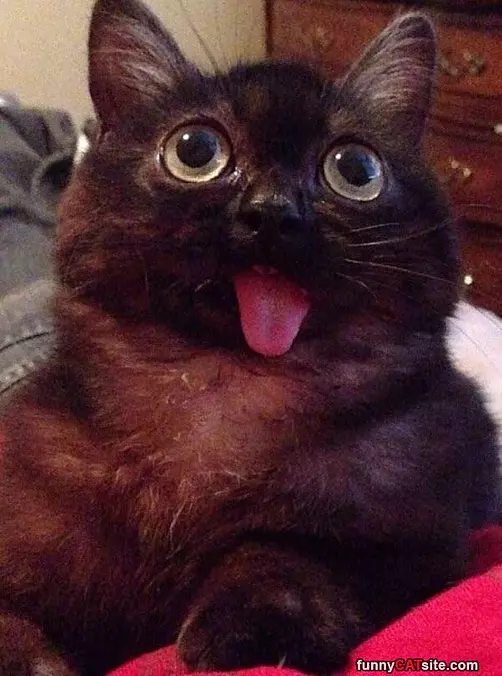 My Derppy Derp Face