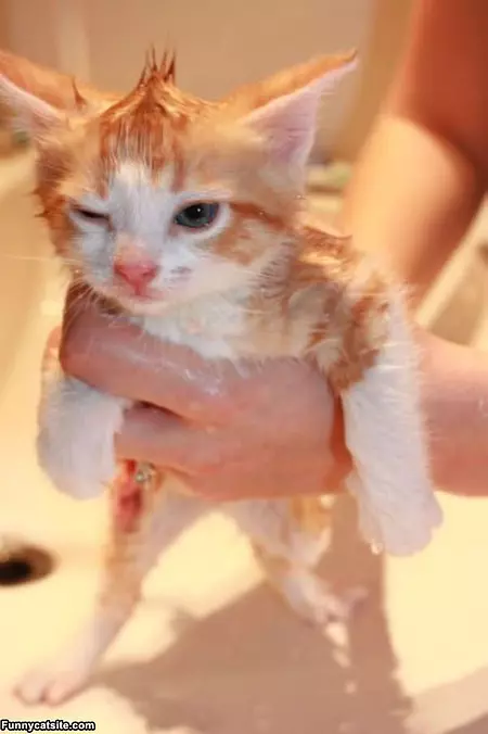 I Do Not Want Wash
