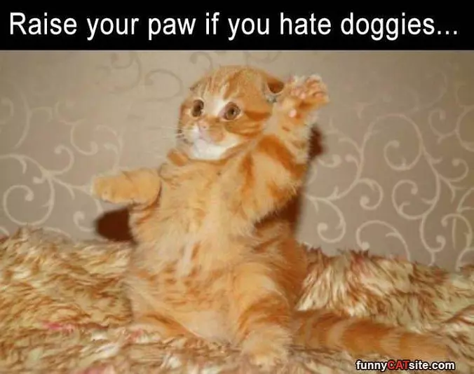 Raise Your Paw