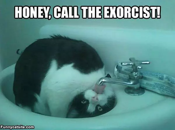 The Twisty Cat