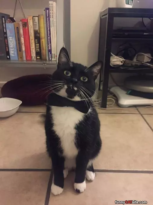 I Has A Bowtie