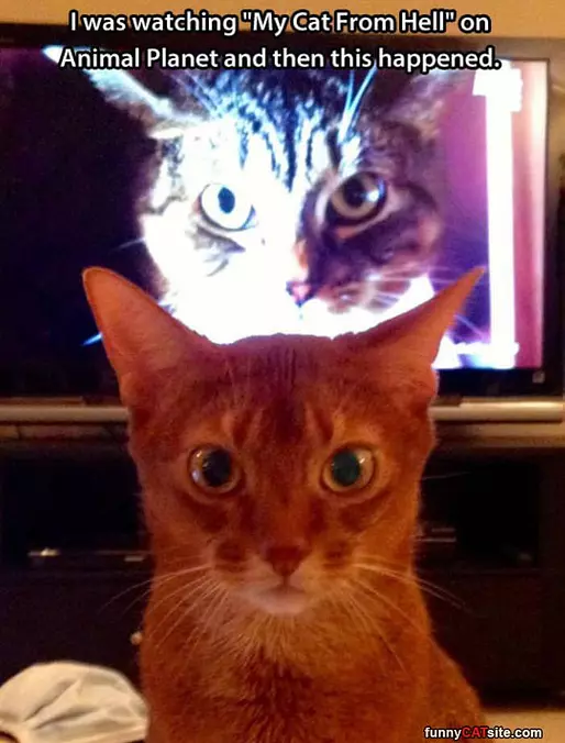 My Cat From Hell