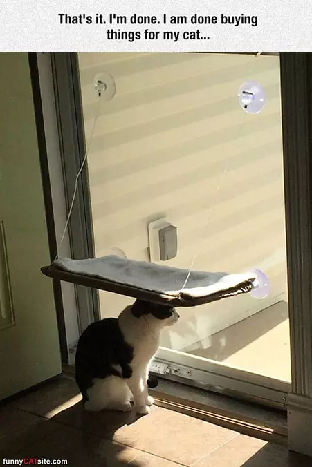 Done Buying Things For My Cat