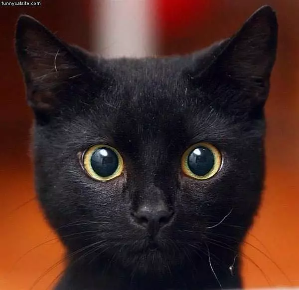 Cute Face