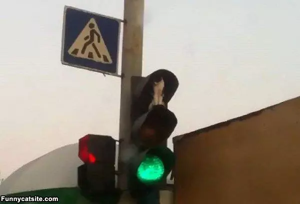 Red Light Cat