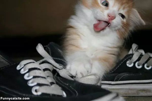 I Loves These Shoes
