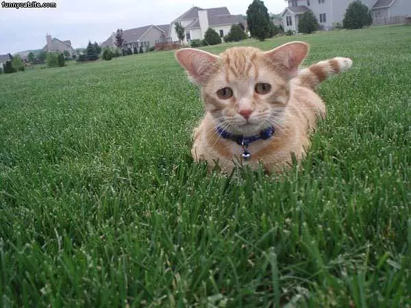 Sad Cat