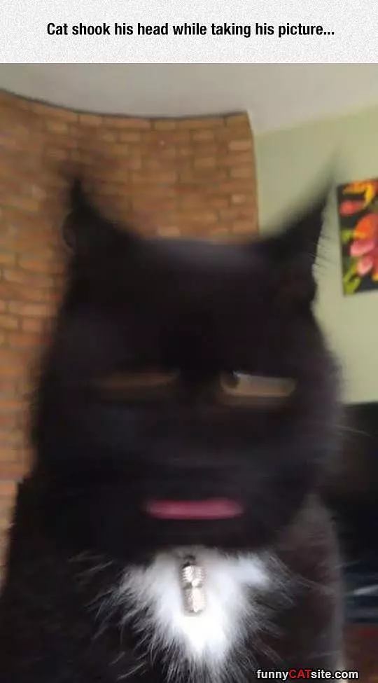 Cat Shook His Head