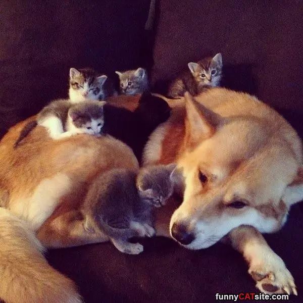 All These Kitties