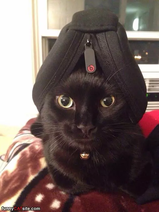 I Has A Hat
