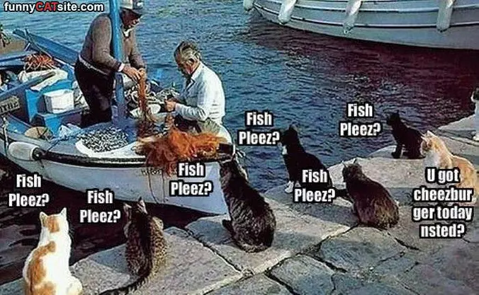 Fish Please