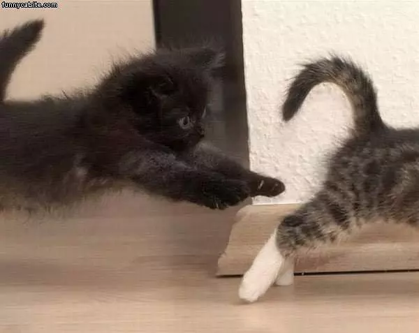 Klitten Chasing Kitten