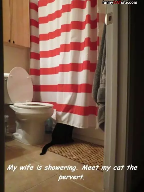 Cat Pervert