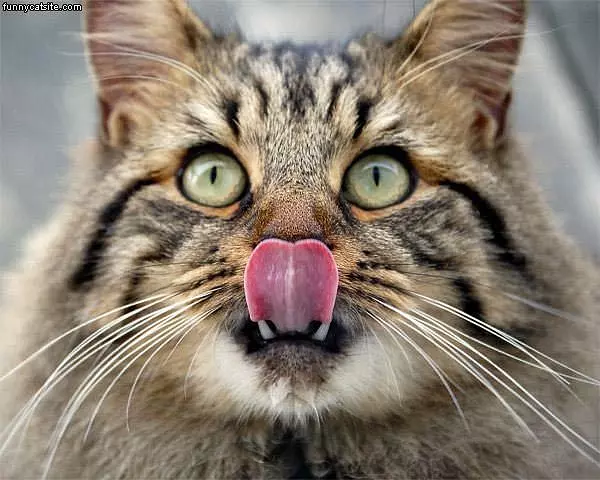 Cat Face Lick