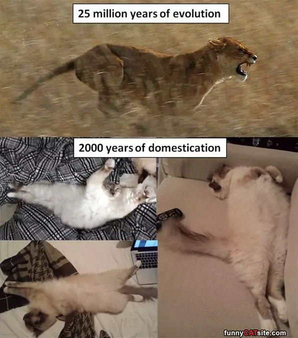 House Cats