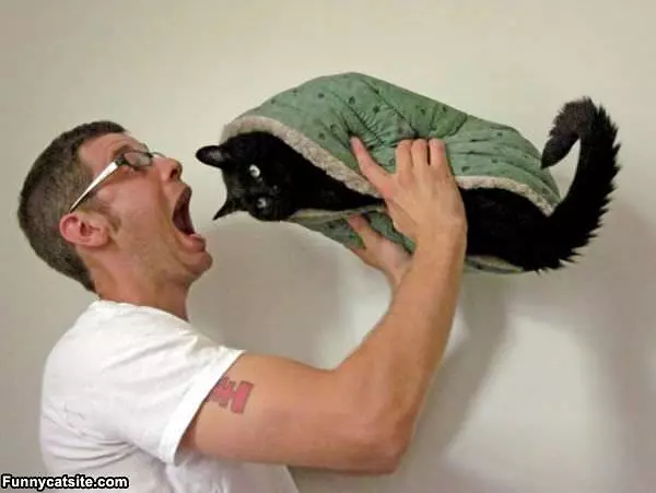 Cat Sandwich