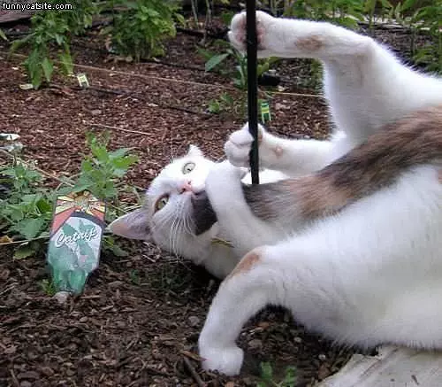 Capture The Tail