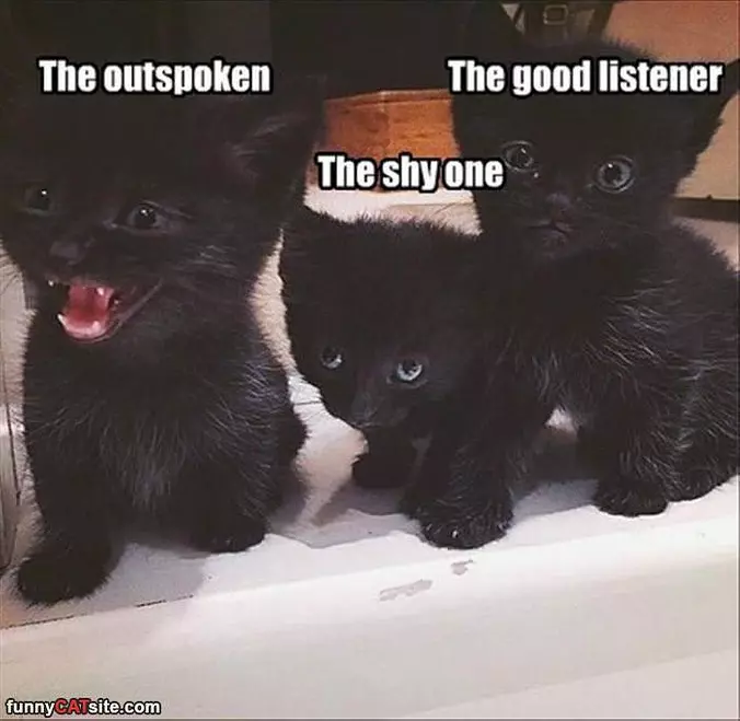 Different Kinds Of Kittens