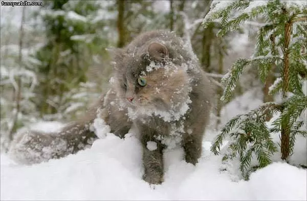 Snow Cat