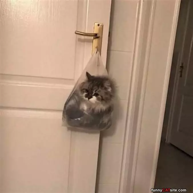 Hanging In A Bag