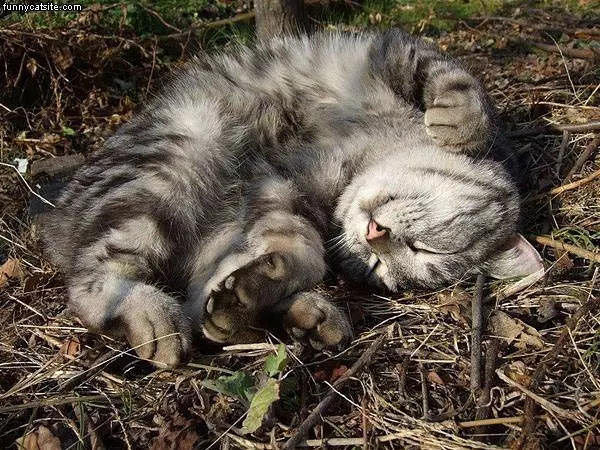 This Is My Grass
