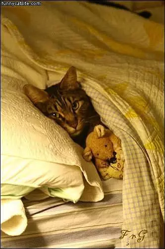 Cuddled Up